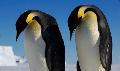 企鵝--地球暖化將會急速消失的生物