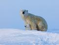 加拿大以北——北極熊的母子情深