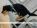 7-11小黑-3